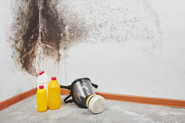 Best Fast Mold Removal  in Fulton, IL