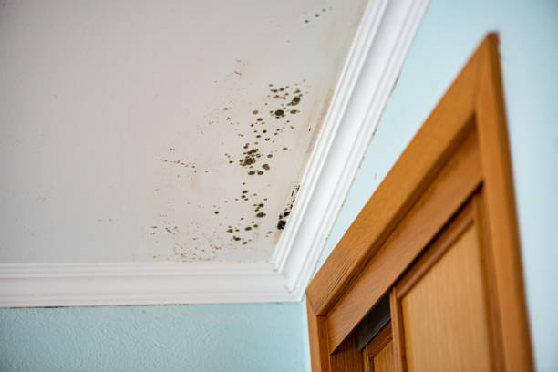 Best Mold Testing  in Fulton, IL