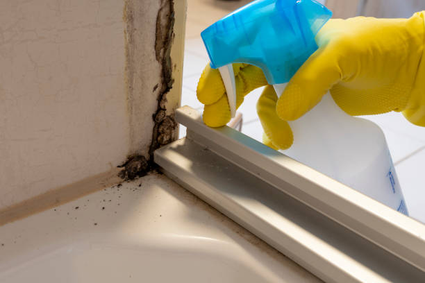 Office Mold Removal Services in Fulton, IL