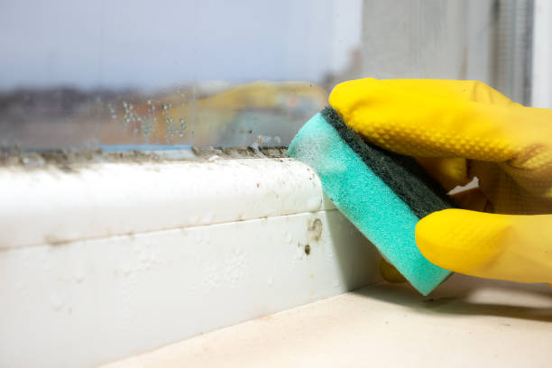 Best Attic Mold Removal  in Fulton, IL