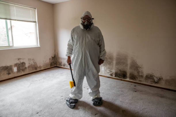 Best Local Mold Removal Service  in Fulton, IL
