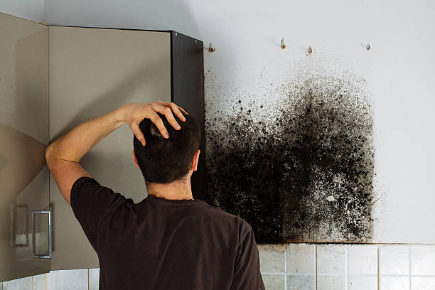 Home Mold Removal in Fulton, IL