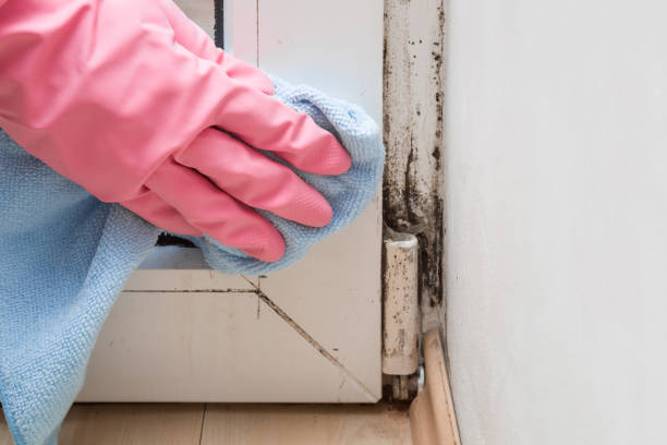 Office Mold Removal Services in Fulton, IL