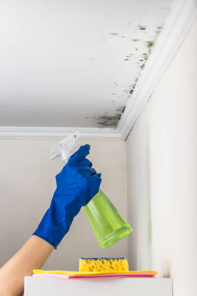 Trusted Fulton, IL Mold Removal Experts