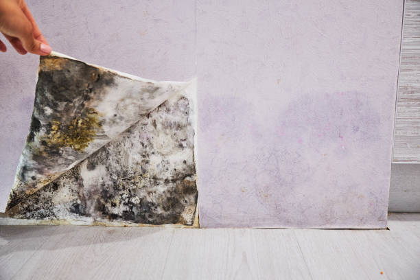 Attic Mold Removal in Fulton, IL